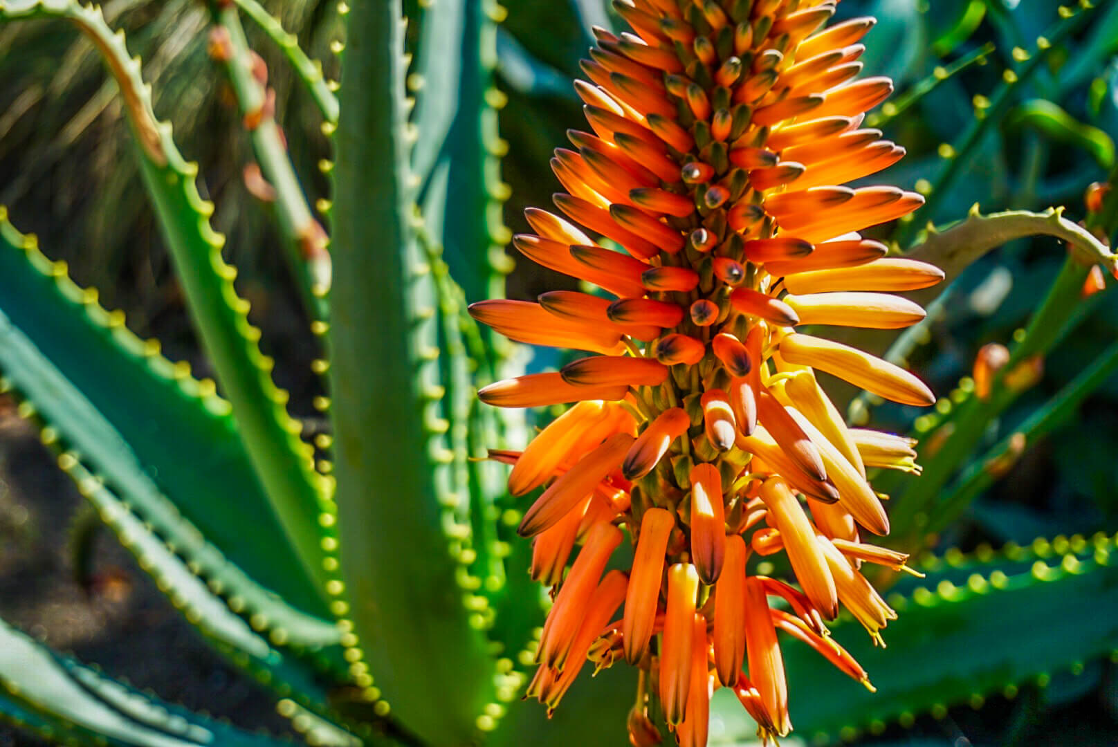 close up picture of orange flower